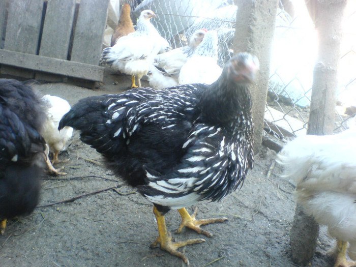 DSC02745