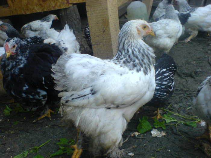 DSC02746