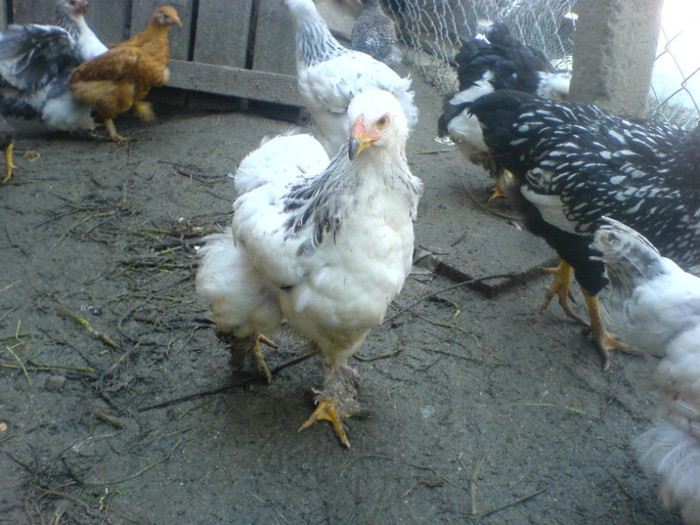 DSC02748