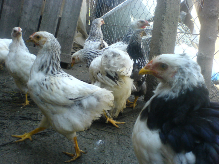DSC02754