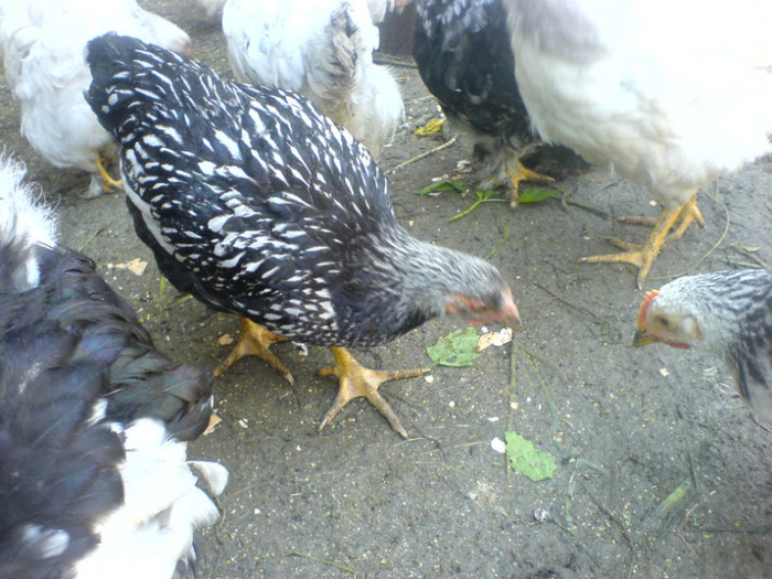 DSC02759