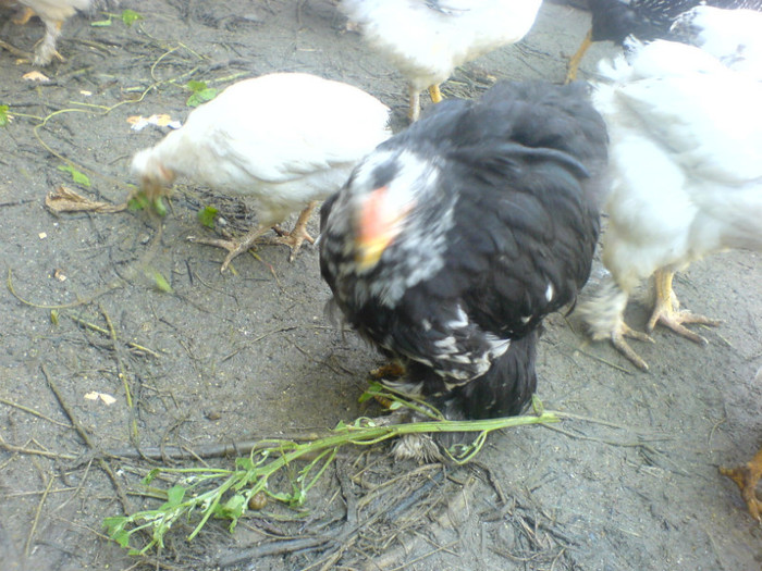 DSC02769