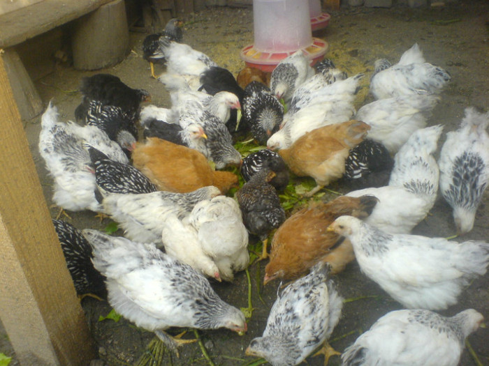 DSC02794