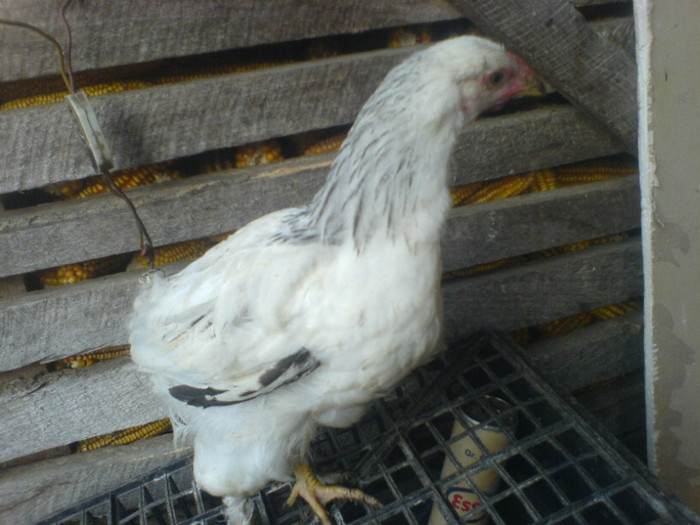 DSC02799