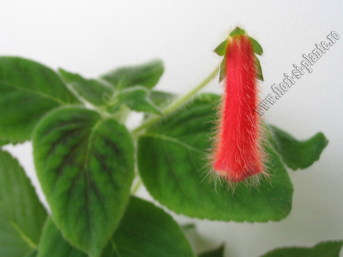 NEW - Kohleria Karin (LK); 2012
