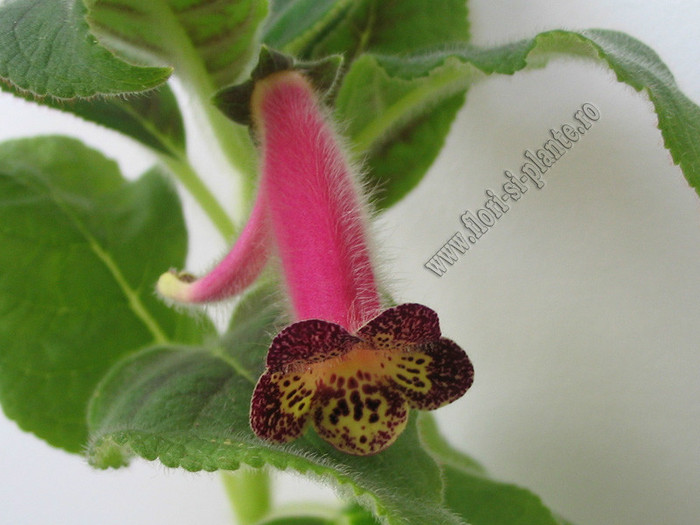 Kohleria Second Thoughts; 2012
