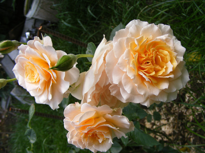 Marjorie Marshall