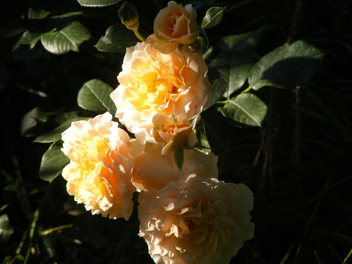 Marjorie Marshall