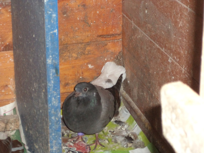DSC00637 - pui
