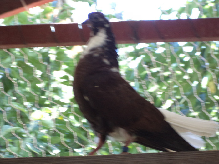 DSC00642 - pui