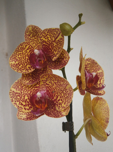 Fusheng Sweet Paradise - Phalaenopsis