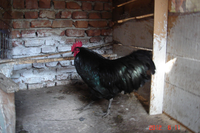 DSC07967 - de vanzare australorp