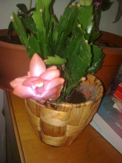 schlumbergera