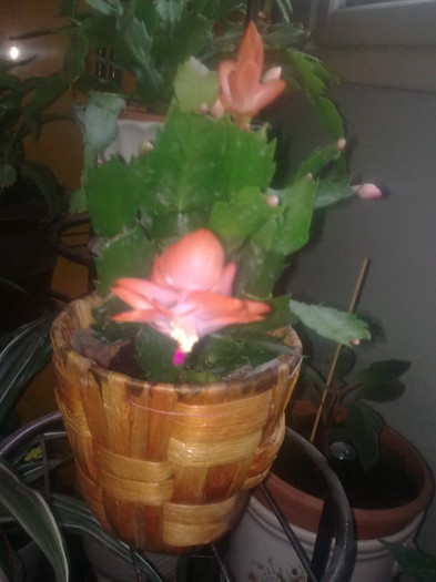 schlumbergera - 04 aprilie-iunie 2012