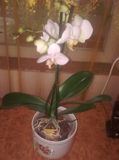 orhidee - 04 aprilie-iunie 2012