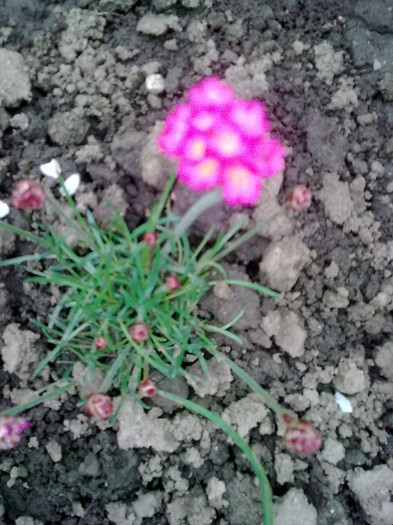 armeria