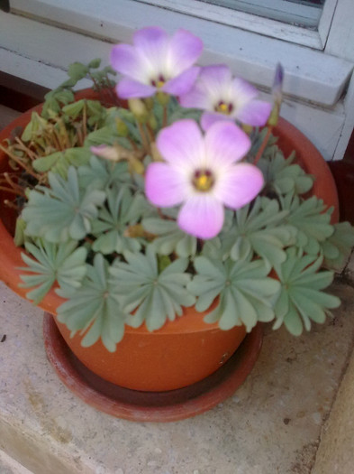 oxalis - 04 aprilie-iunie 2012