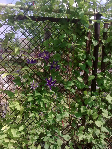 clematis - 04 aprilie-iunie 2012