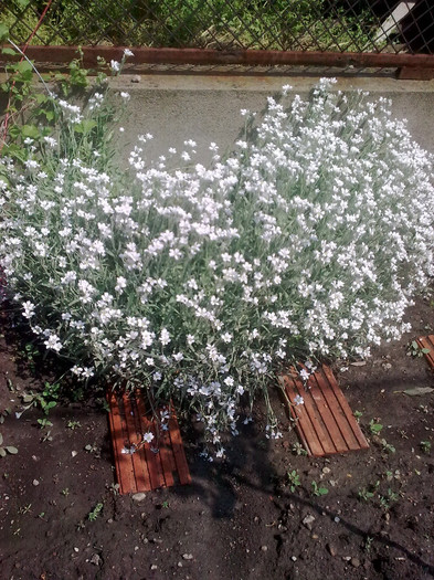 cerastium - 04 aprilie-iunie 2012