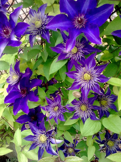 clematis