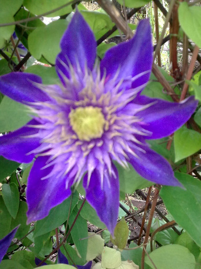 clematis - 04 aprilie-iunie 2012