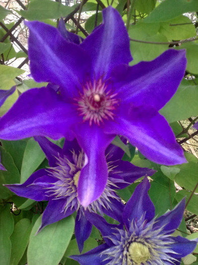 clematis - 04 aprilie-iunie 2012