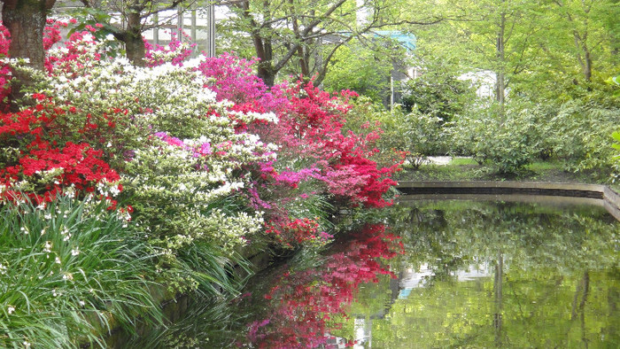 DSC00695 - Keukenhof 2012