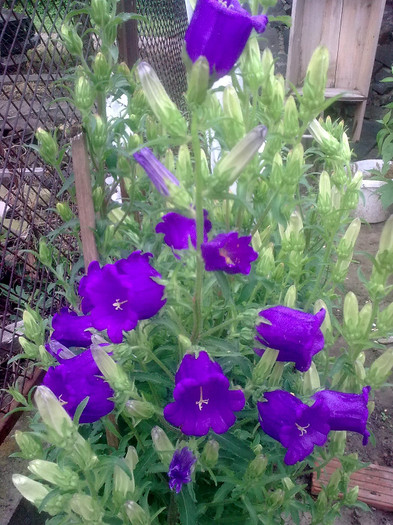 campanula - 04 aprilie-iunie 2012