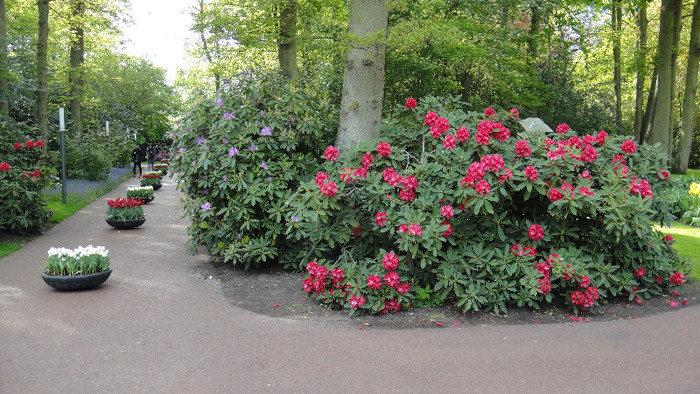 DSC00696 - Keukenhof 2012
