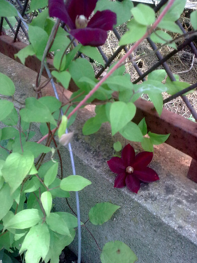 clematis - 04 aprilie-iunie 2012