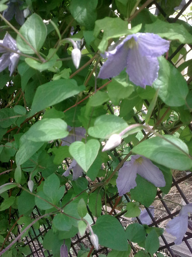 clematis