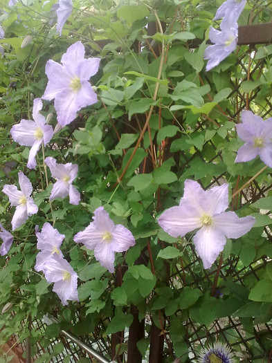 clematis