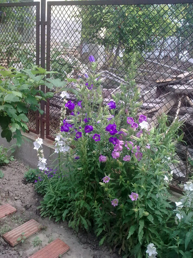 campanula