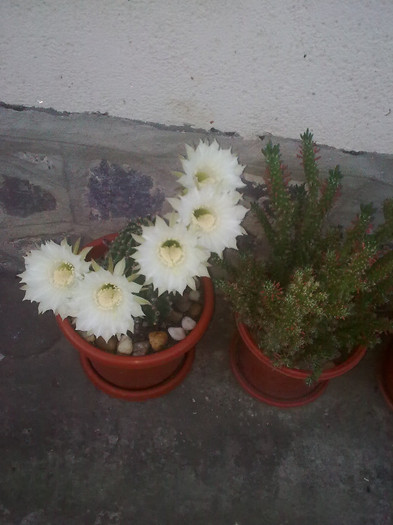 cactus - 04 aprilie-iunie 2012