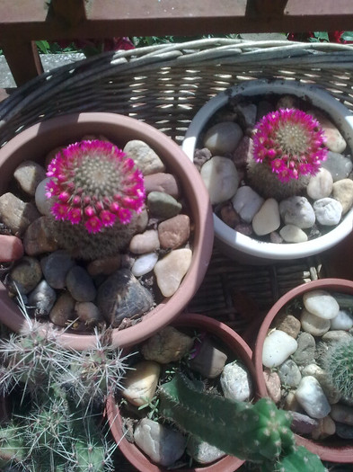 cactus - 04 aprilie-iunie 2012