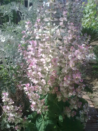 salvia sclarea