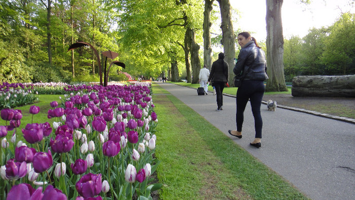 DSC00823 - Keukenhof 2012