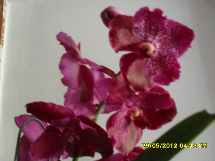 SDC18453 - vanda Robert  Delight