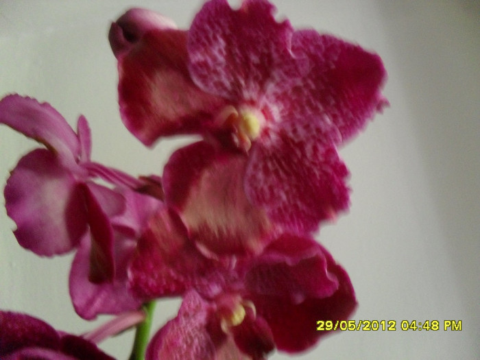 SDC18454 - vanda Robert  Delight