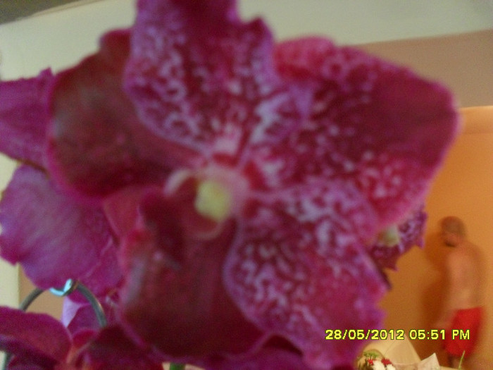 SDC18421 - vanda Robert  Delight