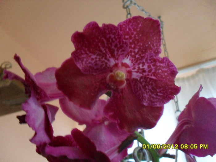 SDC18477 - vanda Robert  Delight