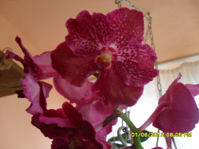 SDC18478 - vanda Robert  Delight