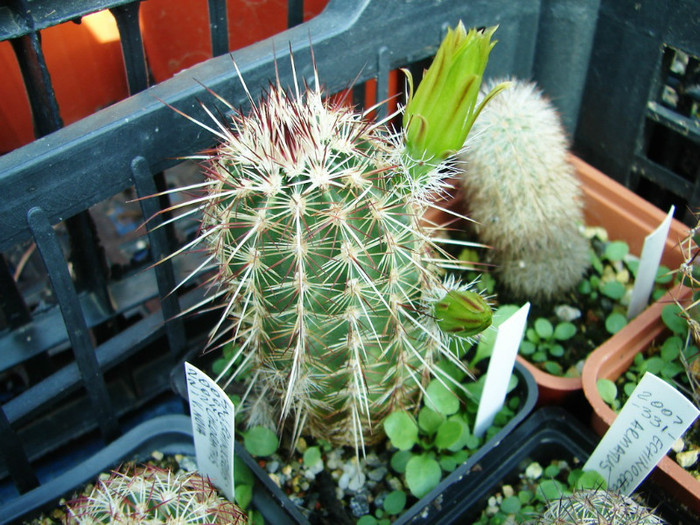 DSC00084