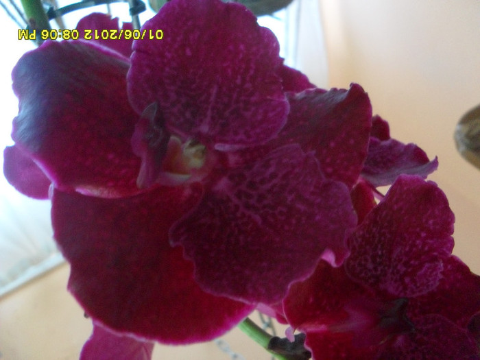 SDC18480 - vanda Robert  Delight