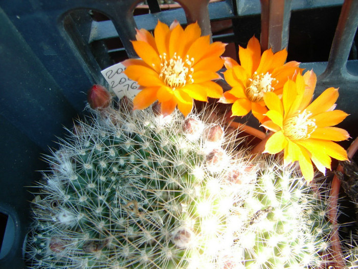 DSC00095