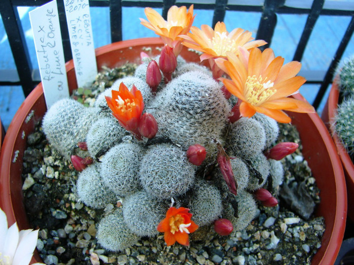 DSC00098
