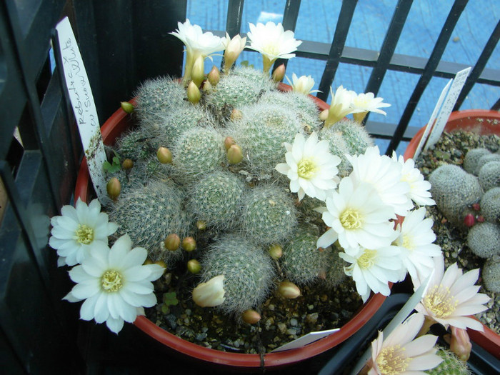 DSC00100