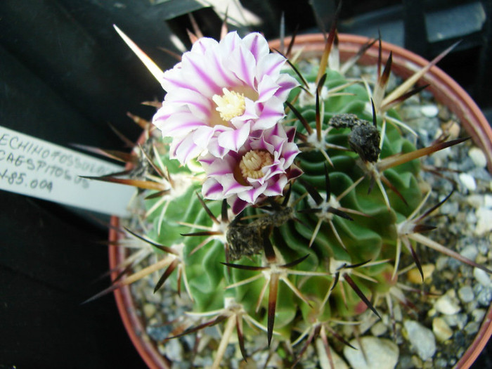 DSC00105