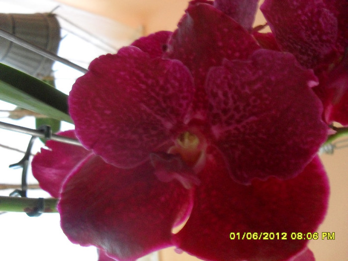 SDC18479 - vanda Robert  Delight