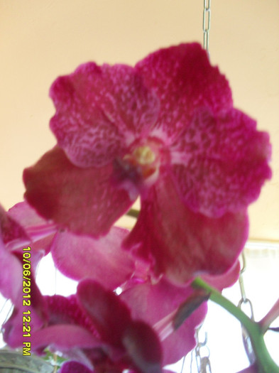 SDC18532 - vanda Robert  Delight